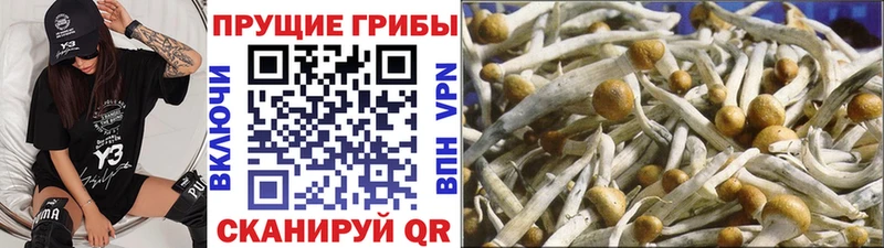OMG tor  Белогорск  Галлюциногенные грибы GOLDEN TEACHER 